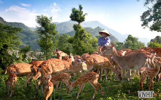 Hà Tĩnh tuyển chọn hươu đực giống để bảo tồn & phát trển