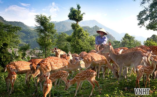 Hà Tĩnh tuyển chọn hươu đực giống để bảo tồn & phát trển