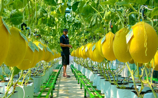 Viet Nam to spur green and organic farming