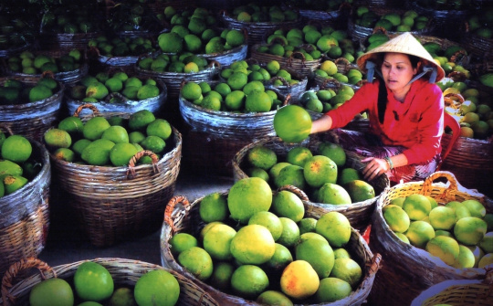 Vĩnh Long: Chuyển từ sản xuất nông nghiệp sang kinh tế nông nghiệp