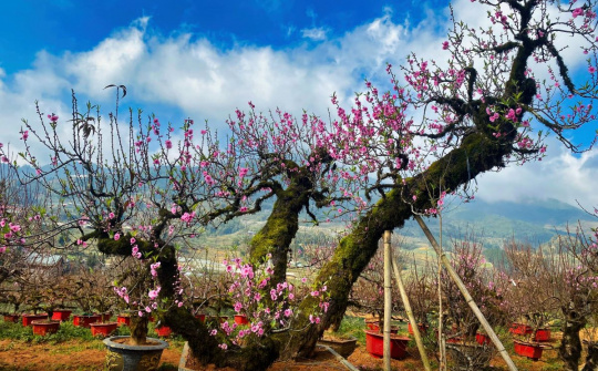 Nhà vườn Tuấn Đào - Nổi tiếng là nơi cung cấp Đào cổ Sa Pa