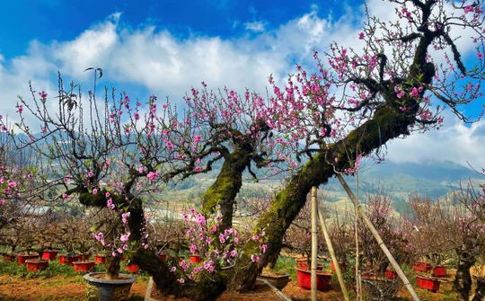Nhà vườn Tuấn Đào - Nổi tiếng là nơi cung cấp Đào cổ Sa Pa