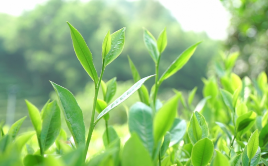 Chè Thái Nguyên đẩy mạnh ứng dụng khoa học công nghệ cao vào sản xuất