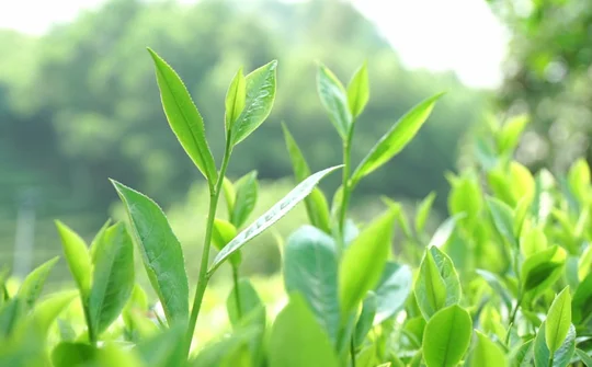Chè Thái Nguyên đẩy mạnh ứng dụng khoa học công nghệ cao vào sản xuất