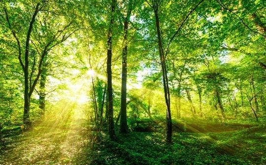Tín chỉ carbon và lợi ích của thị trường tín chỉ carbon