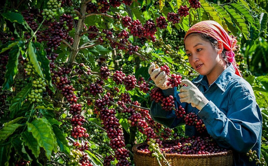 Xuất khẩu cà phê tiếp tục xu hướng tăng giá trị