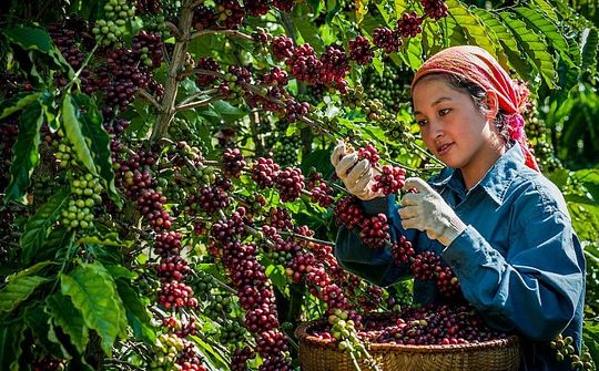 Xuất khẩu cà phê tiếp tục xu hướng tăng giá trị