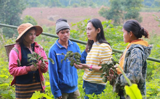OCOP Quảng Trị: Nữ doanh nhân làm nên kỳ tích từ cây bồ kết