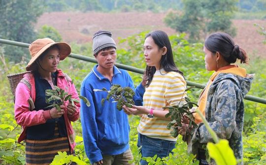 OCOP Quảng Trị: Nữ doanh nhân làm nên kỳ tích từ cây bồ kết