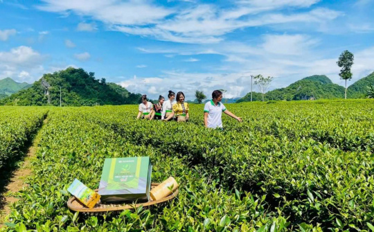 HTX Bình Thuận và Thương hiệu Chè Trọng Nguyên Phổng Lái