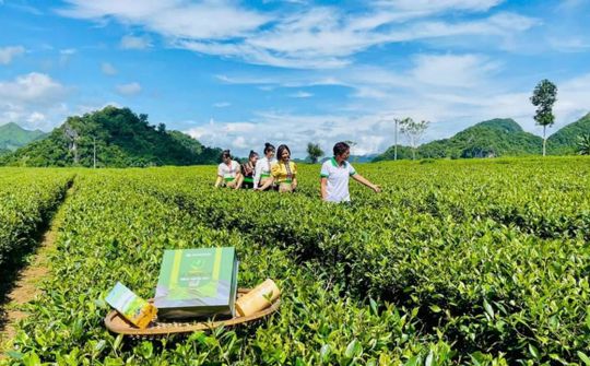 HTX Bình Thuận và Thương hiệu Chè Trọng Nguyên Phổng Lái