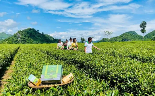 HTX Bình Thuận và Thương hiệu Chè Trọng Nguyên Phổng Lái