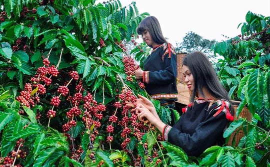 Quy hoạch vùng Tây Nguyên với 6 nhóm nhiệm vụ trọng tâm