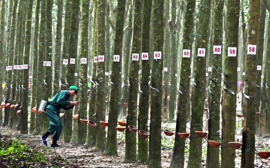 “Ánh sáng từ dòng vàng trắng” lần VI năm 2024