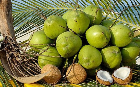 Ngành dừa tự tin hướng tới xuất khẩu "tỷ đô"