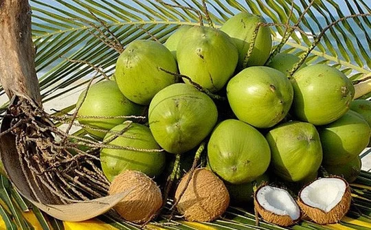 Ngành dừa tự tin hướng tới xuất khẩu "tỷ đô"