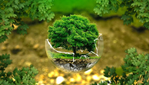 Sửa quy định về Kiểm lâm và Lực lượng chuyên trách bảo vệ rừng