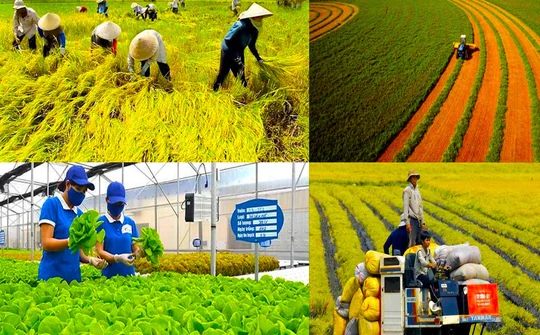 Nông nghiệp Việt Nam: Đảm bảo an ninh lương thực, mở rộng thị trường xuất khẩu