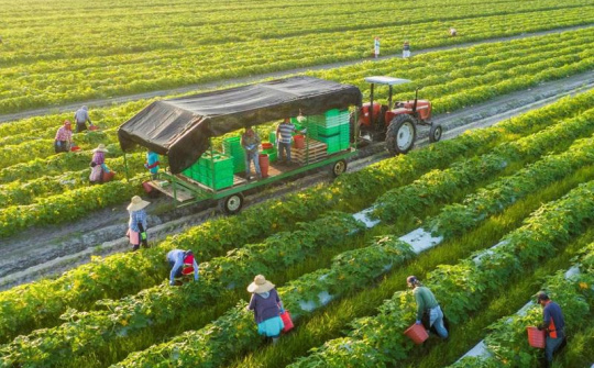 Chính sách phát triển nông nghiệp xanh ở Việt Nam