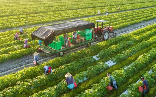 Chính sách phát triển nông nghiệp xanh ở Việt Nam