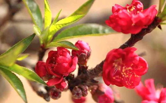 Chủ tịch nước: Đất nước ta đã khẳng định vị thế mới, tầm vóc mới