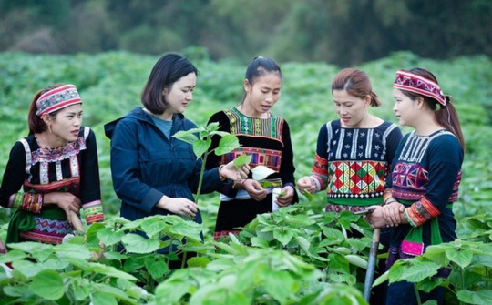 Hội Nông dân Việt Nam tham gia phát triển kinh tế tập thể trong nông nghiệp đến năm 2030