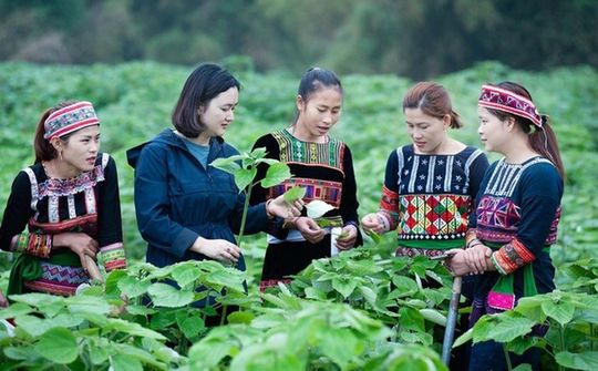 Hội Nông dân Việt Nam tham gia phát triển kinh tế tập thể trong nông nghiệp đến năm 2030