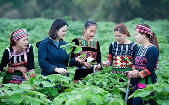 Hội Nông dân Việt Nam tham gia phát triển kinh tế tập thể trong nông nghiệp đến năm 2030
