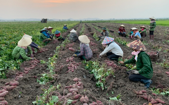 Nhà nông sáng tạo trong sản xuất