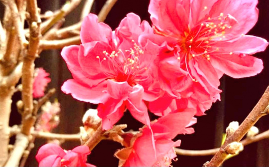 NĂM MỚI, KHÍ THẾ MỚI, TIẾP THÊM KHÁT VỌNG PHÁT TRIỂN ĐẤT NƯỚC PHỒN VINH, HẠNH PHÚC!