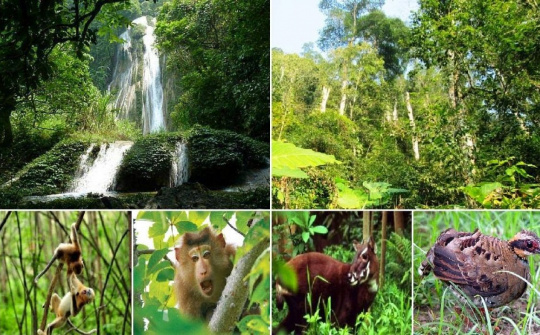 Phát triển giá trị đa dụng của hệ sinh thái rừng