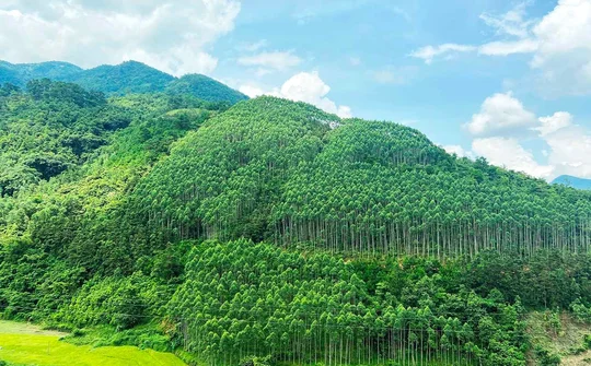 Tăng cường sự lãnh đạo của Đảng đối với công tác quản lý, bảo vệ và phát triển rừng