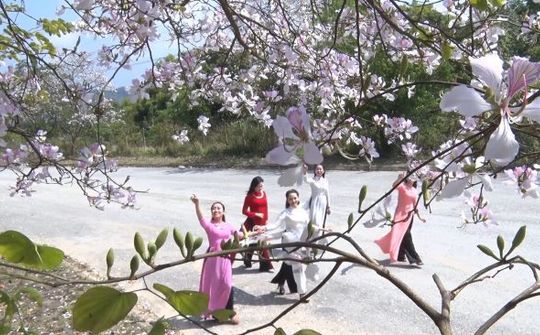 Chùm ảnh Điện Biên: Hoa ban và Show thực cảnh “Huyền tích UVA”
