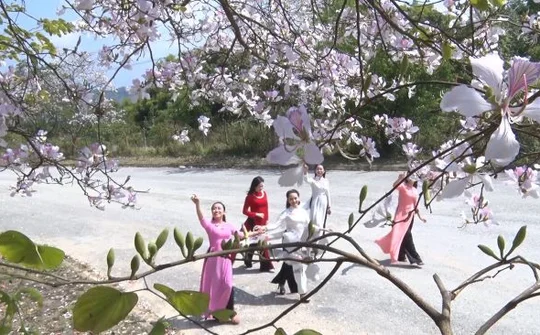 Chùm ảnh Điện Biên: Hoa ban và Show thực cảnh “Huyền tích UVA”