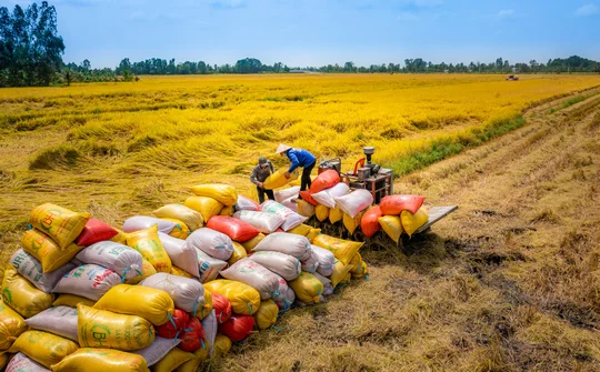 Vietnam’s rice looks for high value export