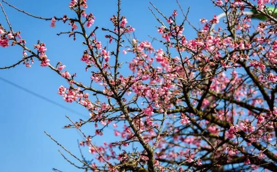 Đến Fansipan đón “khúc giao mùa” của những loài hoa