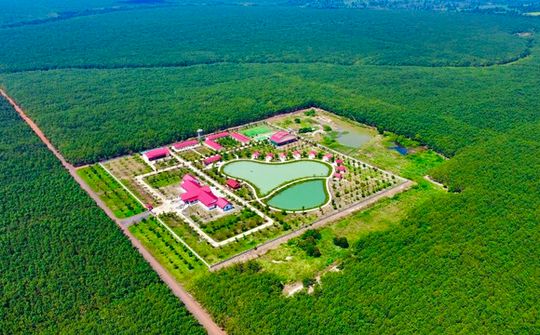 VRG đánh giá trữ lượng carbon rừng cao su để thương mại hóa