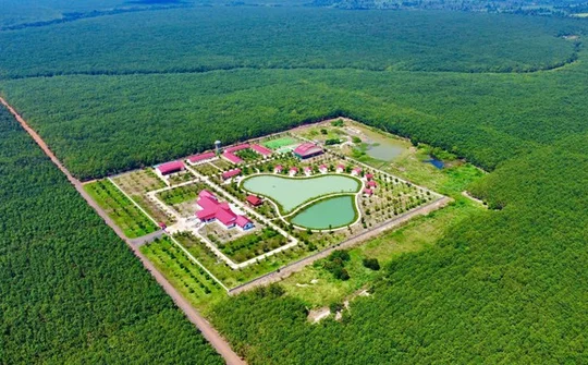 VRG đánh giá trữ lượng carbon rừng cao su để thương mại hóa