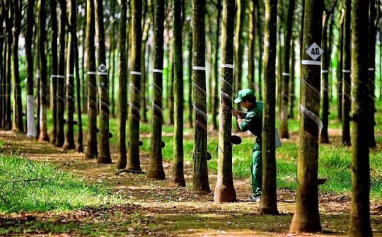 Giá cao su vượt đỉnh hơn 10 năm vì lo ngại thiếu hụt nguồn cung