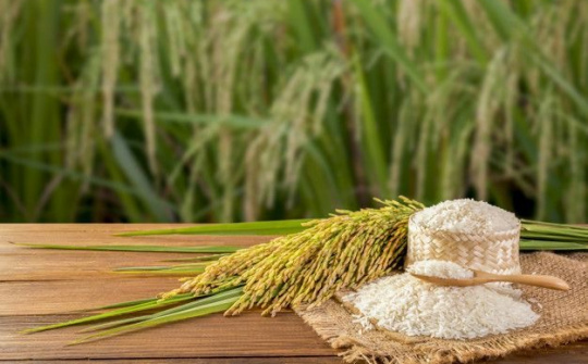 Thủ tướng chỉ thị đẩy mạnh sản xuất, kinh doanh, xuất khẩu lúa, gạo bền vững