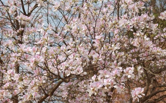 Lễ hội Hoa Ban 2024 - khởi đầu của "Năm du lịch quốc gia - Điện Biên Phủ" với mục tiêu hội nhập và phát triển