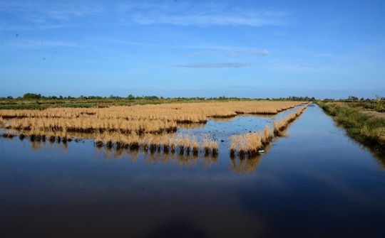 Tăng cường thực hiện các biện pháp phòng, chống nắng nóng, hạn hán, thiếu nước, xâm nhập mặn