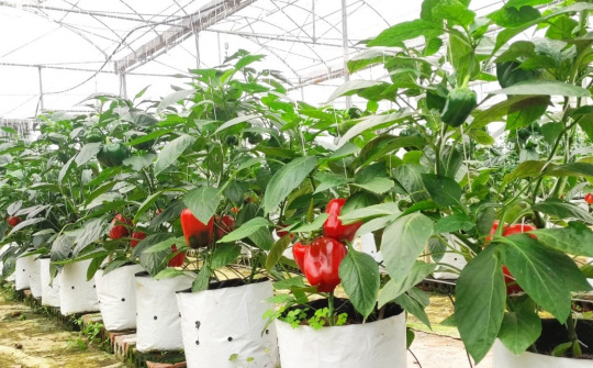 KHKT Hà Tĩnh: Trồng ớt chuông bước đột phá phát triển sản phẩm nông nghiệp xanh