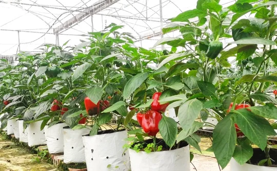 KHKT Hà Tĩnh: Trồng ớt chuông bước đột phá phát triển sản phẩm nông nghiệp xanh