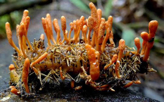 Lợi ích của Đông trùng hạ thảo đối với sức khỏe