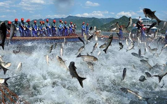 Quy hoạch bảo vệ và khai thác nguồn lợi thủy sản tầm nhìn đến năm 2050