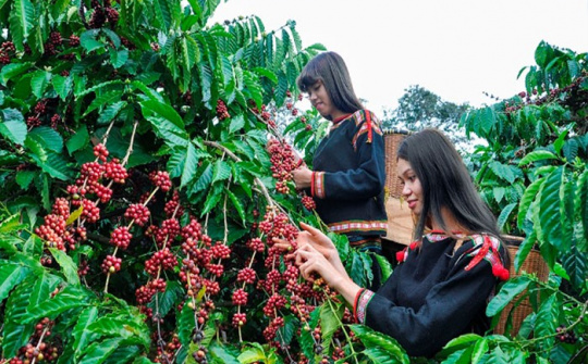 Vùng Tây Nguyên ưu tiên phát triển mạnh các ngành công nghiệp chế biến