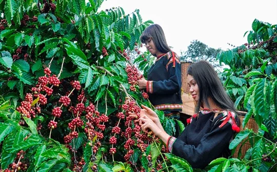 Vùng Tây Nguyên ưu tiên phát triển mạnh các ngành công nghiệp chế biến