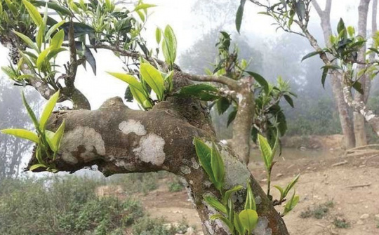 Ngày Quốc tế Trà: Tôn vinh văn hóa trà, xây dựng thương hiệu trà Việt Nam
