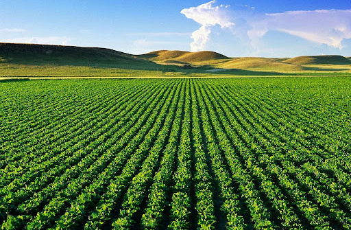 Thúc đẩy công tác sắp xếp, đổi mới và phát triển, nâng cao hiệu quả hoạt động của công ty nông, lâm nghiệp